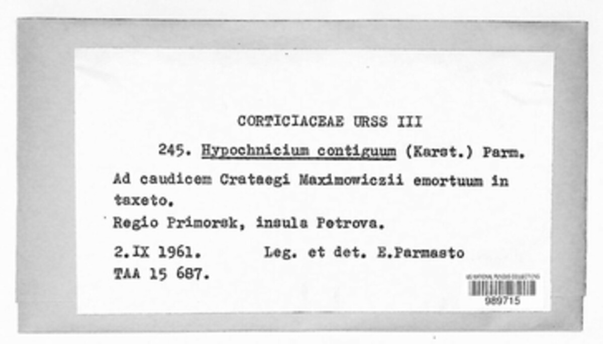 Intextomyces contiguus image